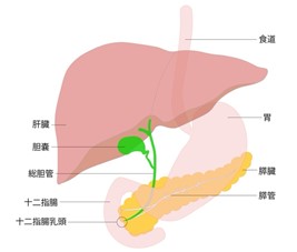 すい臓イラスト